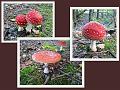 Toeristische rondrit op 29-9-2012 (82)